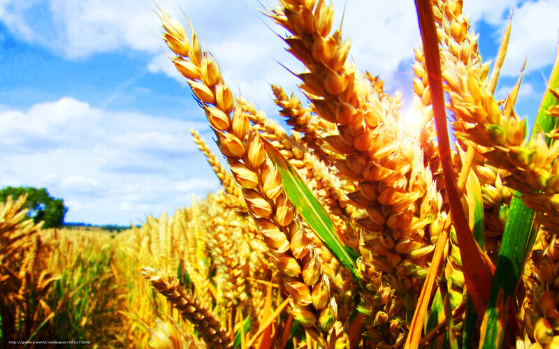 Golden Wheat Field — Gold, Serene, Afternoon, Photograph, Sunlight