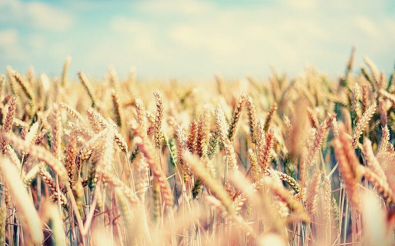 Golden Wheat Field — Gold, Serene, Afternoon, Photograph