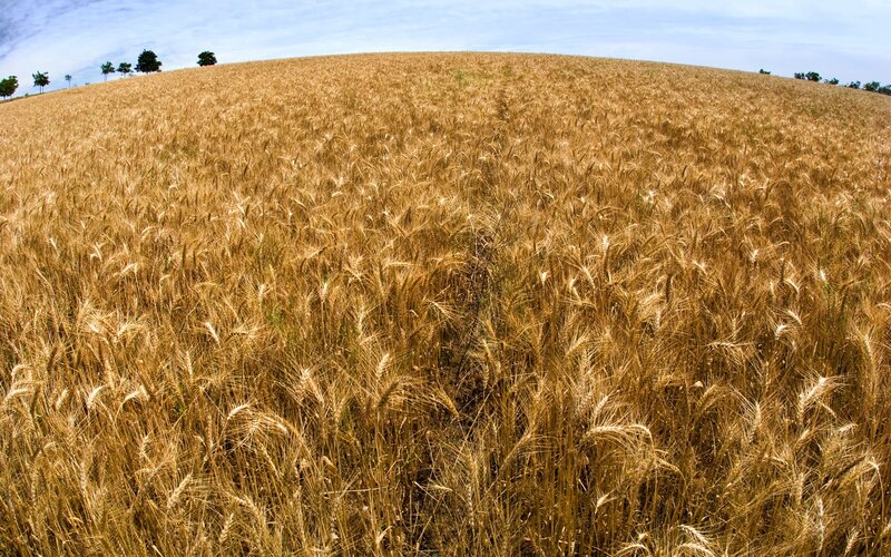 Golden Wheat Field — Gold, Serene, Afternoon, Photograph, Trees, Sky, Blue