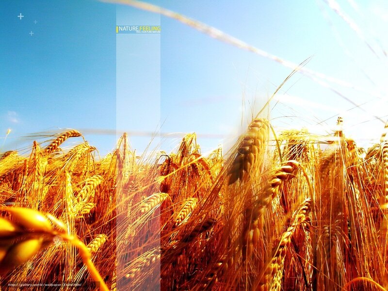 Golden Wheat Field — Gold, Serene, Afternoon