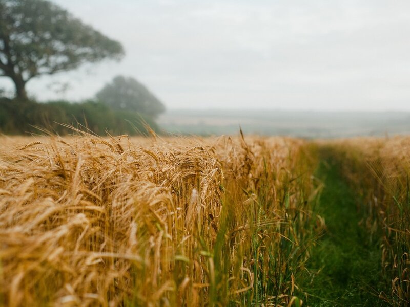 Golden Wheat Field — Gold, Serene, Morning, Photograph