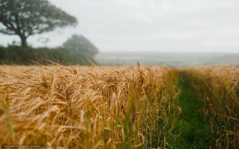 Golden Wheat Field — Gold, Serene, Morning, Photograph, Tree