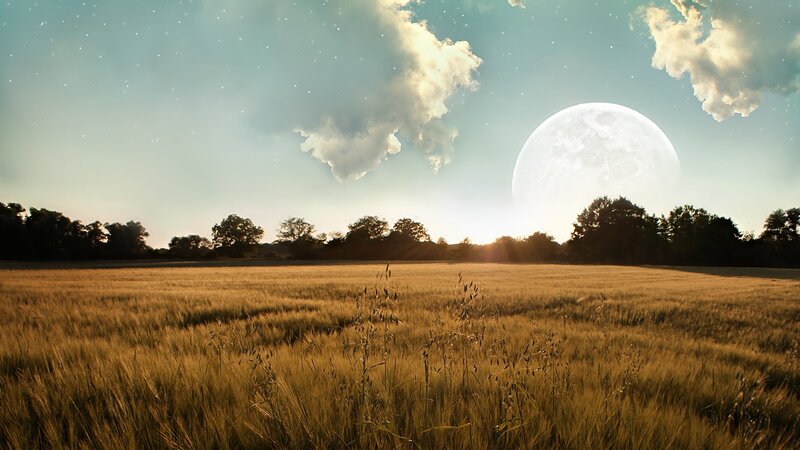 Golden Wheat Field — Gold, Serene, Night
