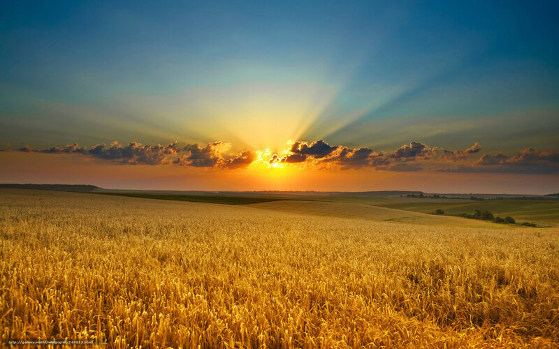 Golden Wheat Field — Gold, Serene, Sunrise, Photograph, Clouds