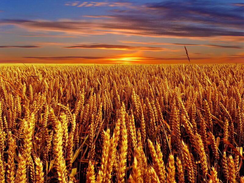 Golden Wheat Field — Gold, Serene, Sunrise, Photograph