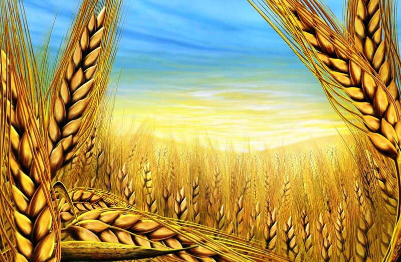 Golden Wheat Field — Gold, Serene, Sunset, Digital Art, Sky, Sunlight, Blue