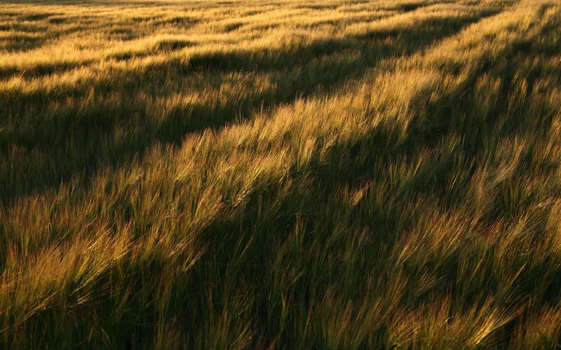 Golden Wheat Field — Gold, Serene, Sunset, Photograph, Grass
