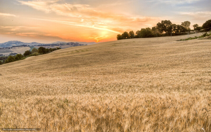 Golden Wheat Field — Gold, Serene, Sunset, Photograph, Hills