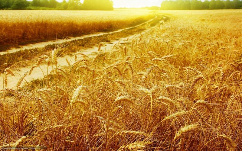 Golden Wheat Field — Gold, Serene, Sunset, Photograph, Path