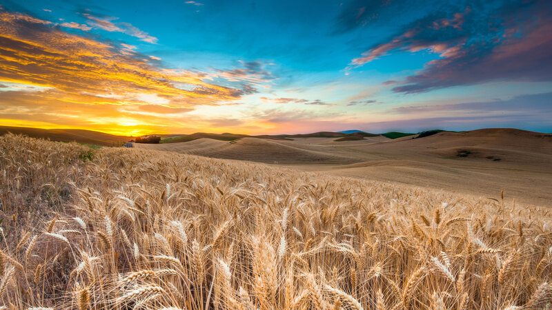 Golden Wheat Field — Gold, Serene, Sunset, Photograph, Rolling Hills, Sky