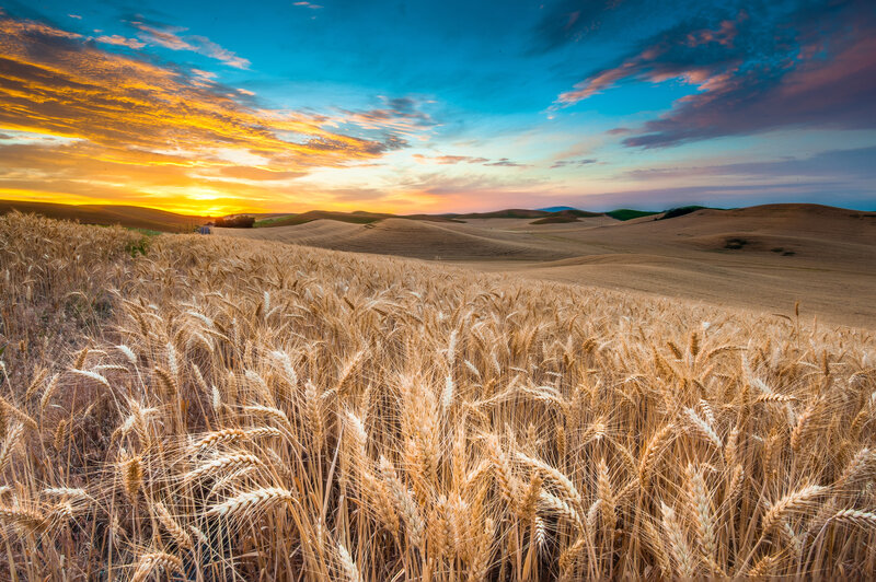 Golden Wheat Field — Gold, Serene, Sunset, Photograph, Rolling Hills