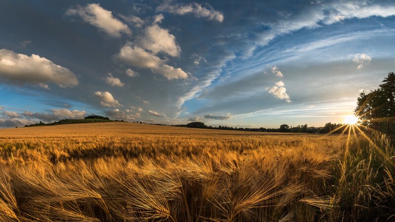 Golden Wheat Field — Gold, Serene, Sunset, Photograph, Sky, Clouds, Sun