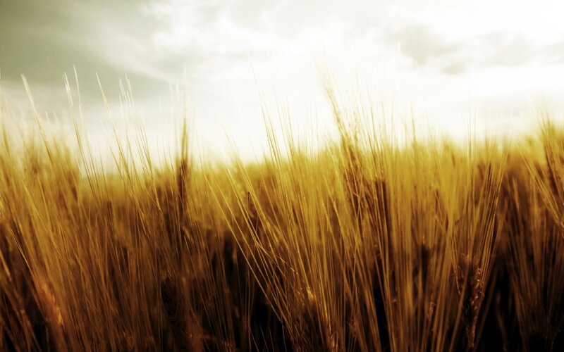 Golden Wheat Field — Gold, Serene, Sunset, Photograph, Sky, Clouds, Yellow