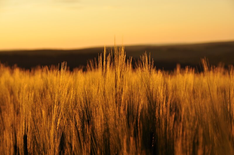 Golden Wheat Field — Gold, Serene, Sunset, Photograph, Sky, Hills