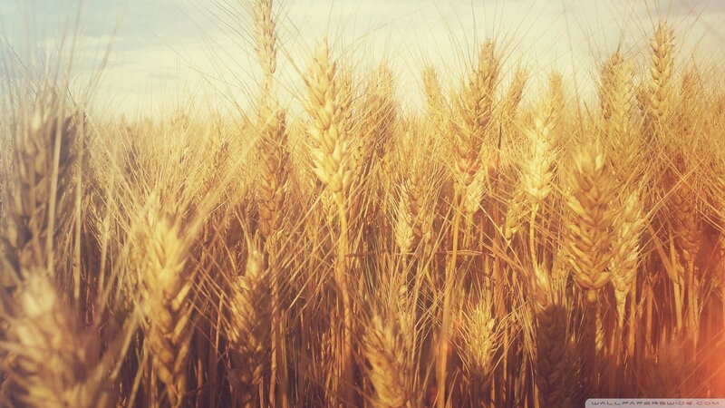 Golden Wheat Field — Gold, Serene, Sunset, Photograph, Sky, Sunlight