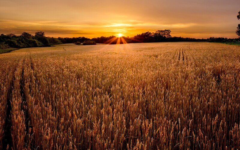 Golden Wheat Field — Gold, Serene, Sunset, Photograph, Sun, Trees, Sky
