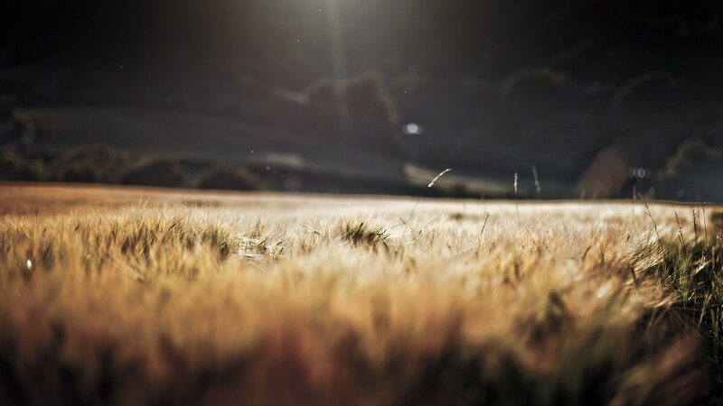 Golden Wheat Field — Gold, Serene, Sunset, Photograph, Sunlight, Dust