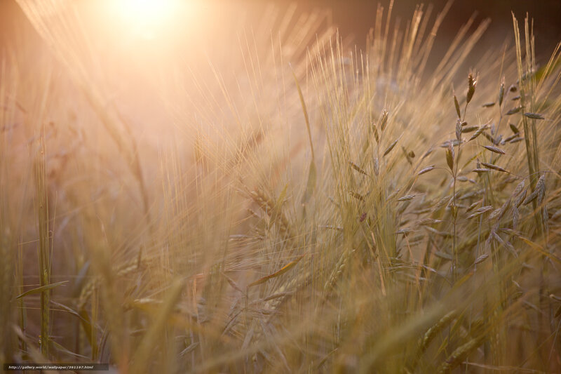 Golden Wheat Field — Gold, Serene, Sunset, Photograph, Sunlight, Grain