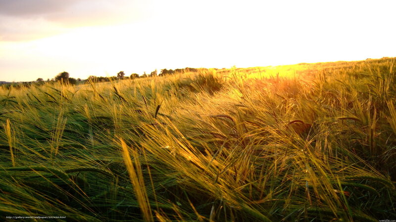 Golden Wheat Field — Gold, Serene, Sunset, Photograph, Sunlight, Sky