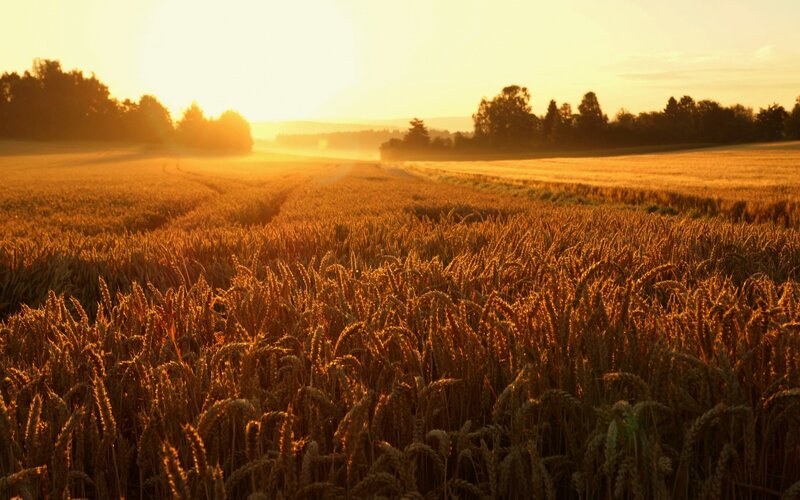 Golden Wheat Field — Gold, Serene, Sunset, Photograph, Sunrise