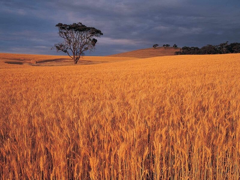 Golden Wheat Field — Gold, Serene, Sunset, Photograph, Tree