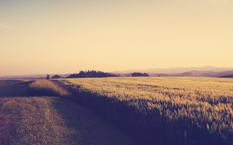 Golden Wheat Field — Gold, Serene, Sunset, Photograph, Trees, Hills