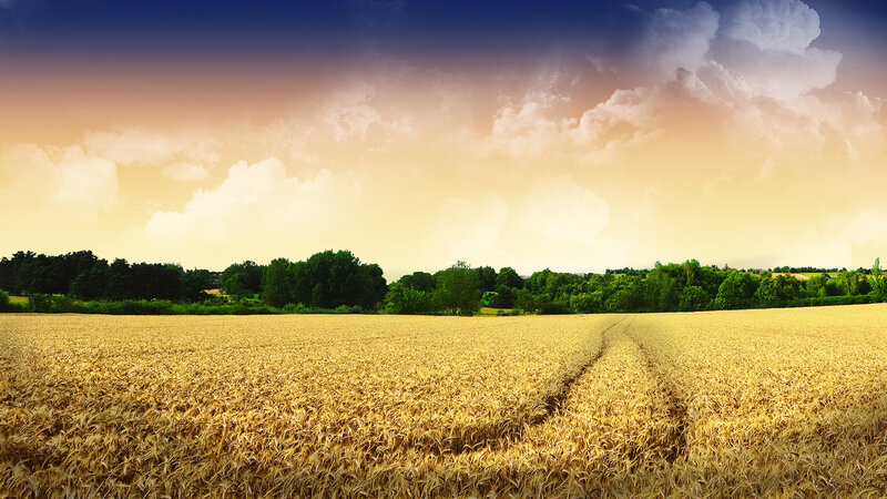 Golden Wheat Field — Gold, Serene, Sunset, Photograph, Trees, Sky