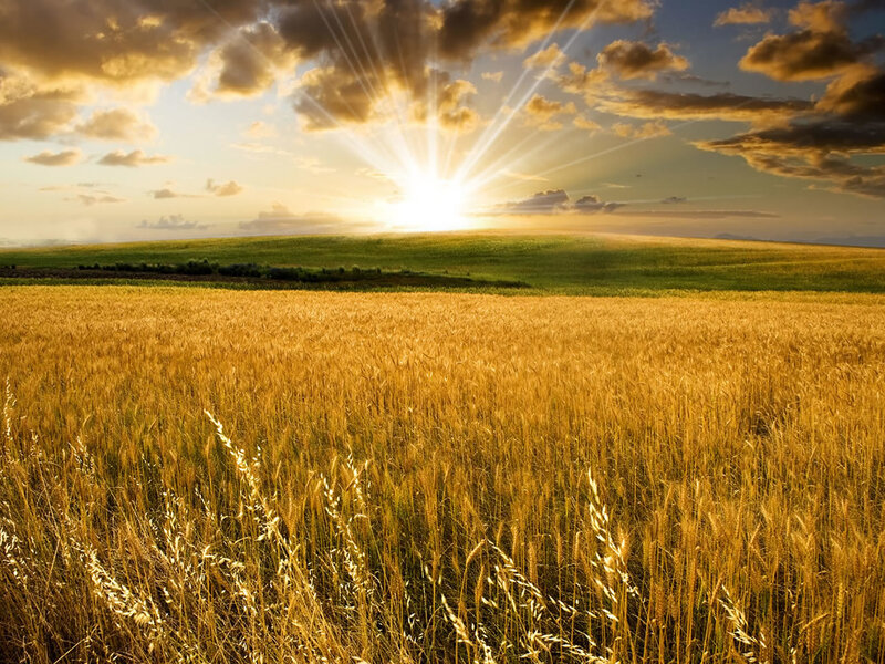 Golden Wheat Field — Gold, Serene, Sunset