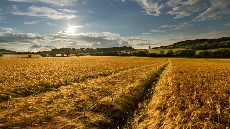 Golden Wheat Field — Gold, Sun