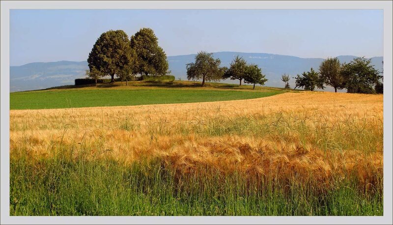Golden Wheat Field — Gold