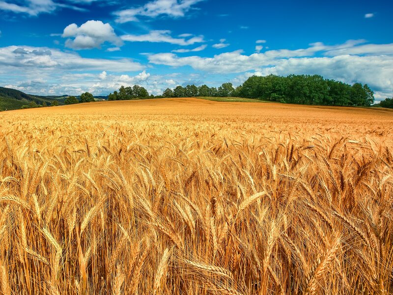 Golden Wheat Field — Gold, Trees