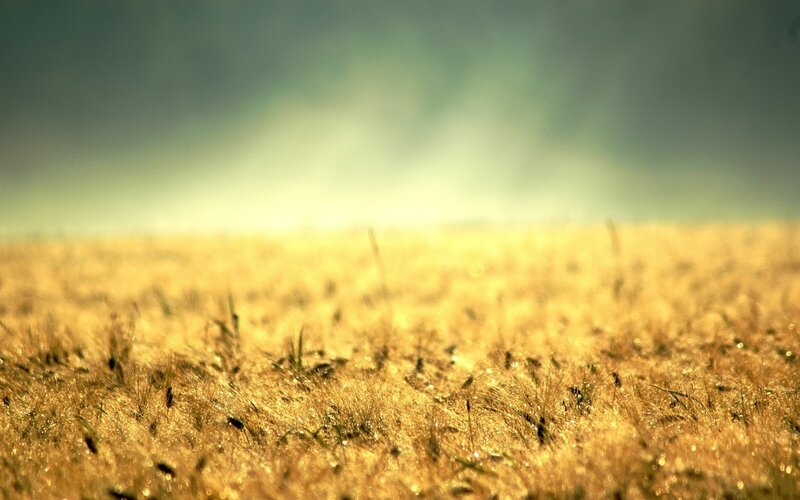 Golden Wheat Field — Gray