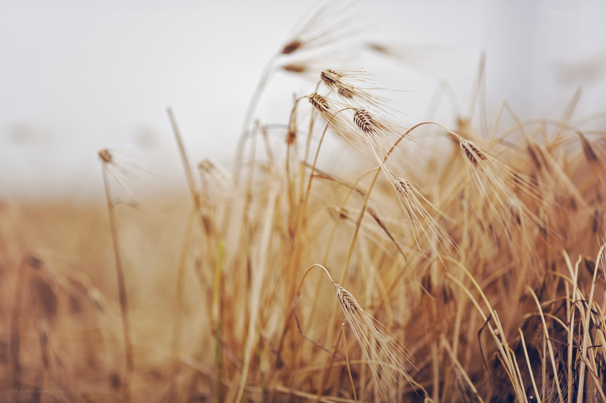 Golden wheat field in breeze