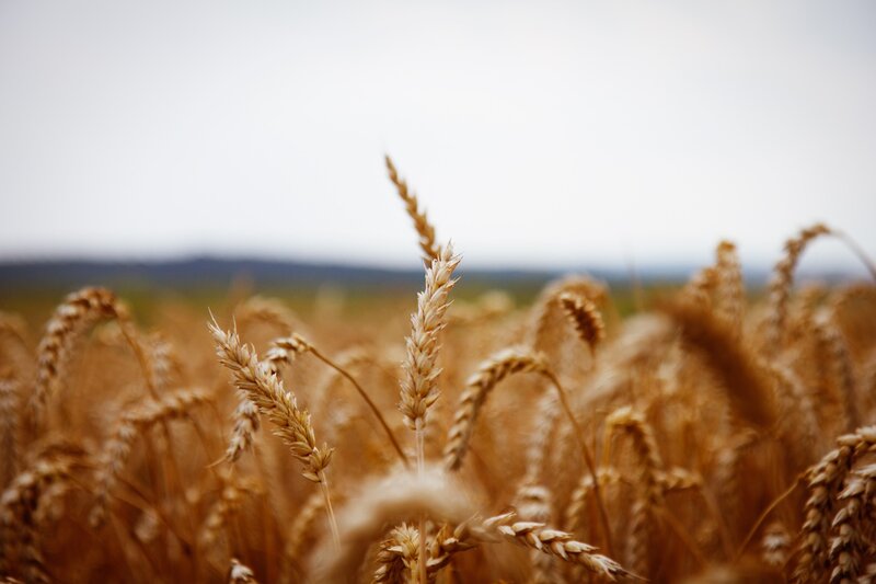 Golden wheat field in focus