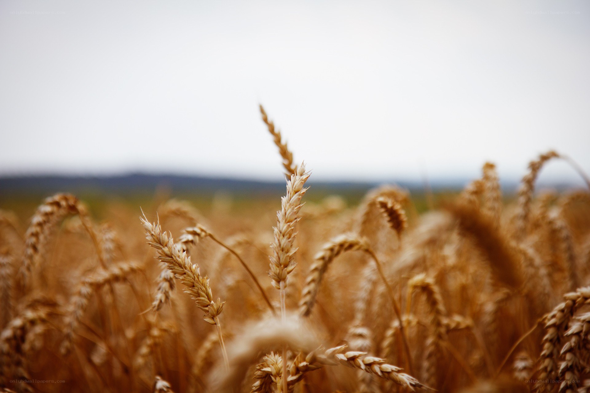 Golden wheat field in focus