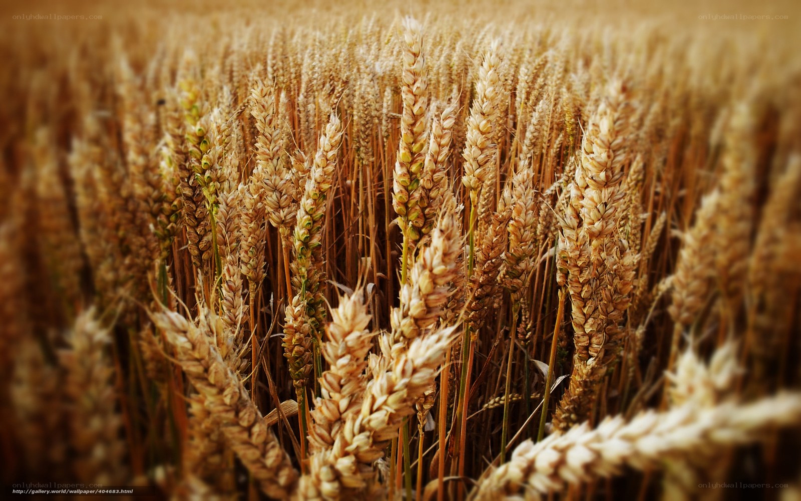 Golden wheat field in harvest