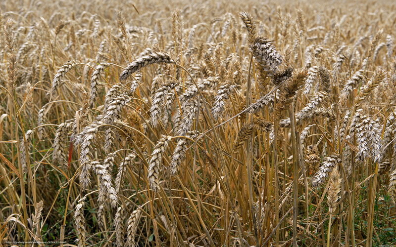 Golden wheat field in harvest