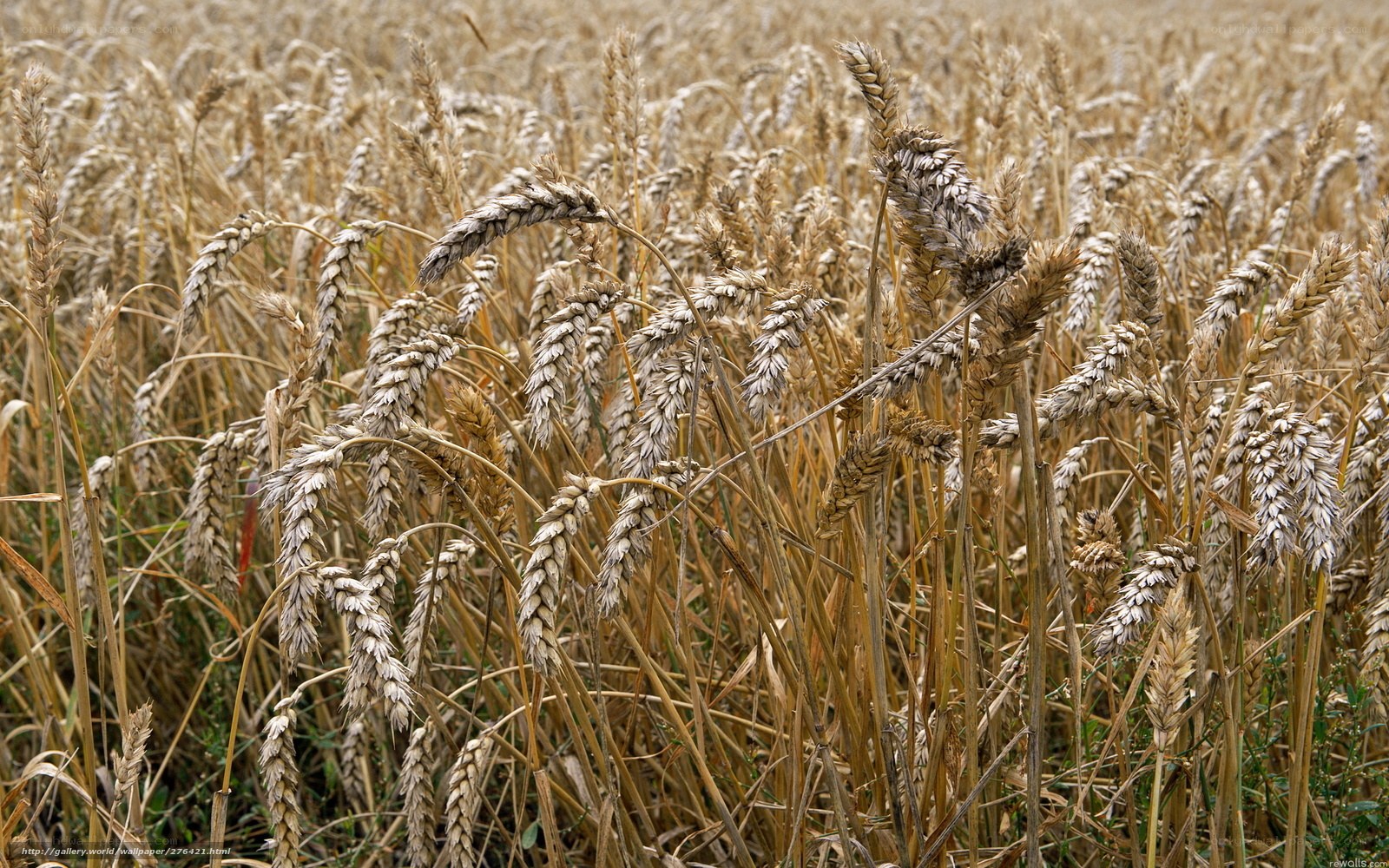 Golden wheat field in harvest