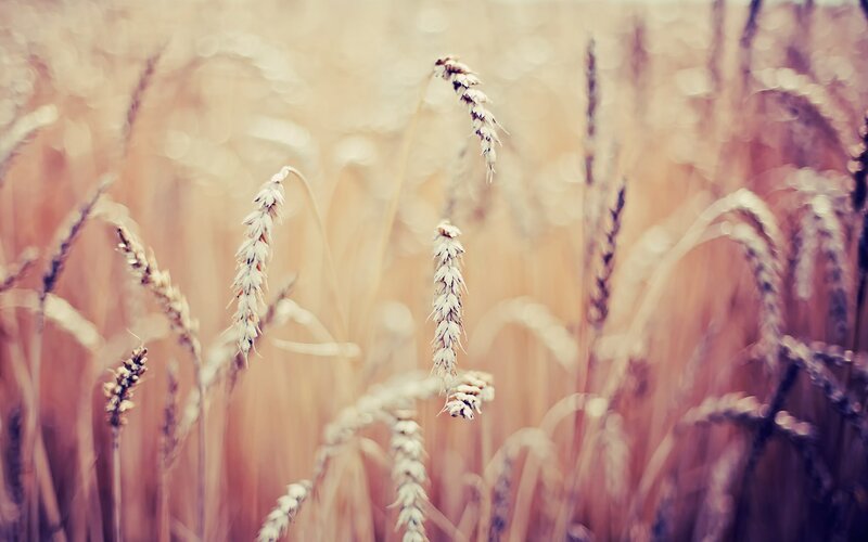Golden wheat field in soft focus