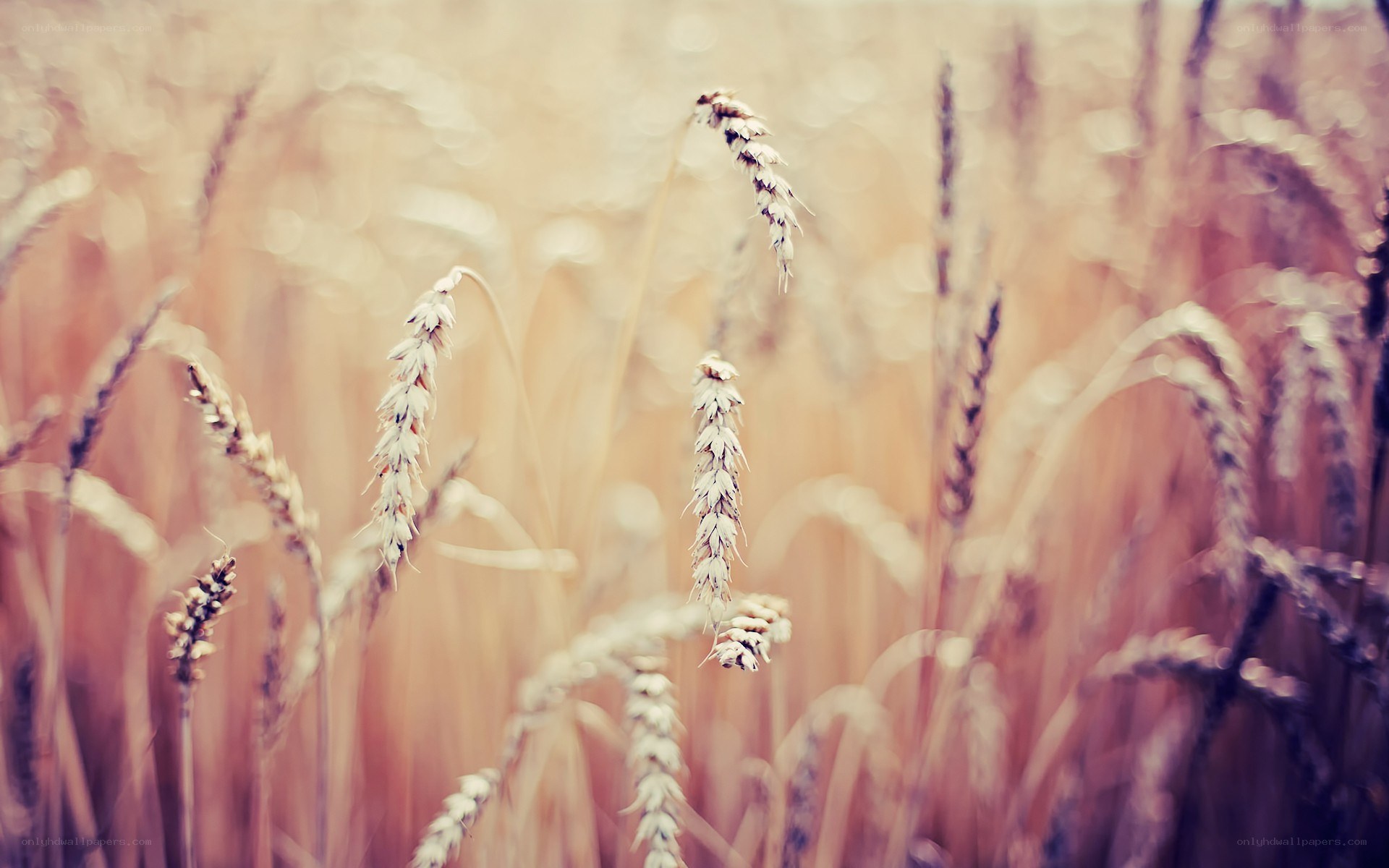 Golden wheat field in soft focus