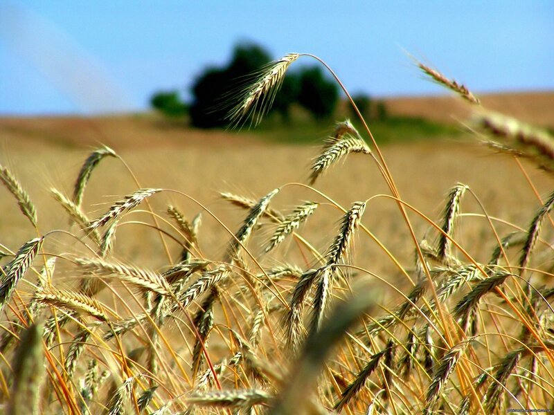 Golden wheat field in summer