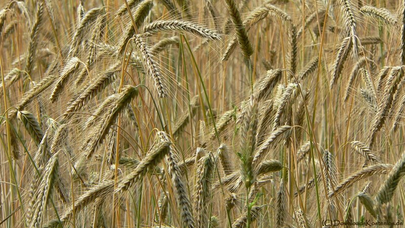 Golden wheat field in summer