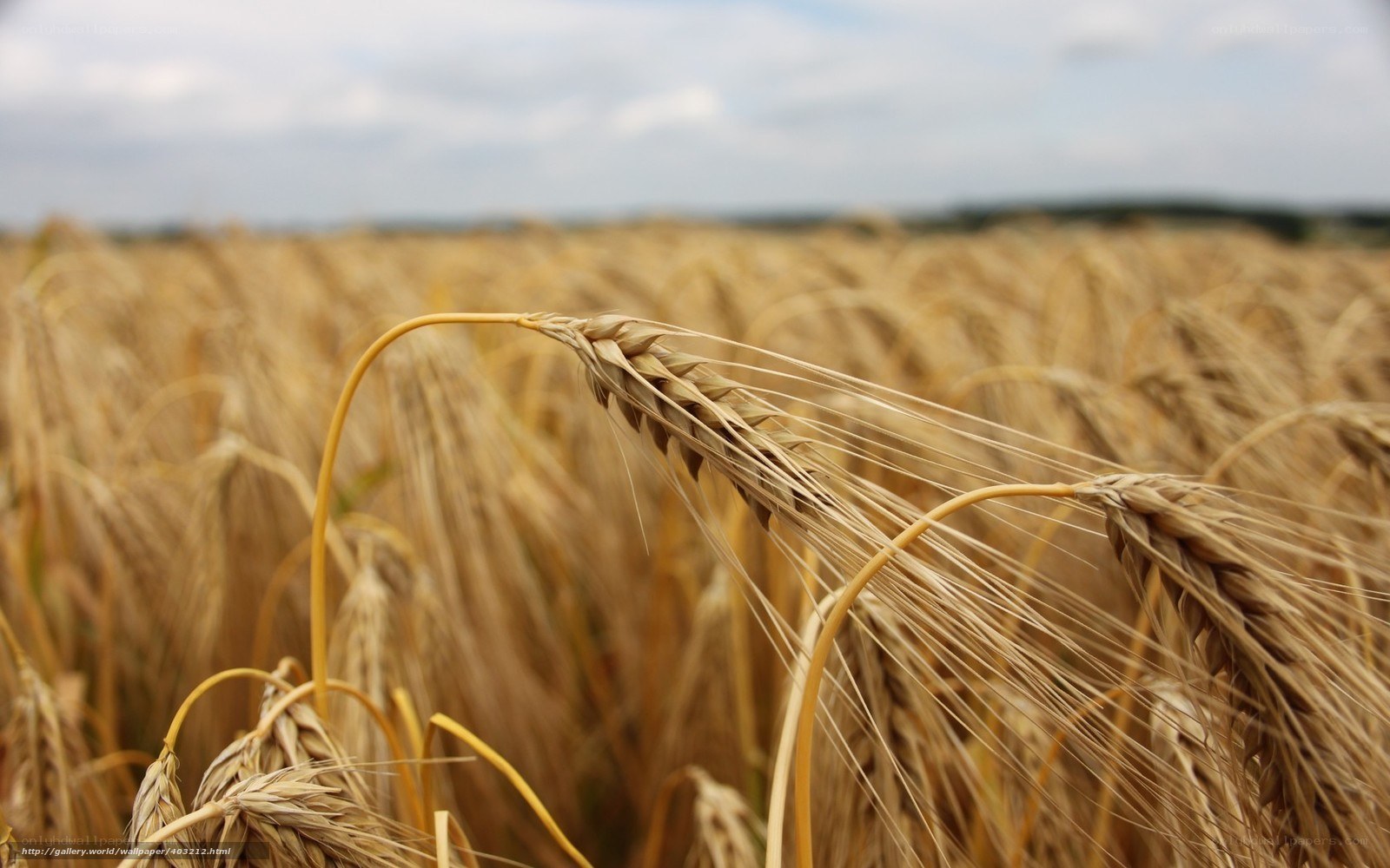 Golden wheat field in summer