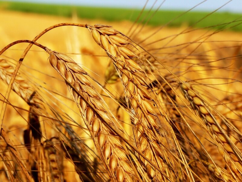Golden wheat field in sunlight