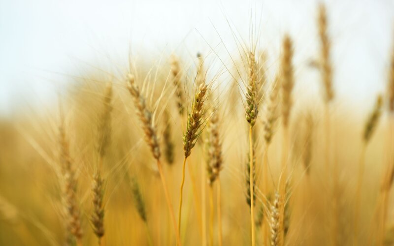 Golden wheat field in sunlight