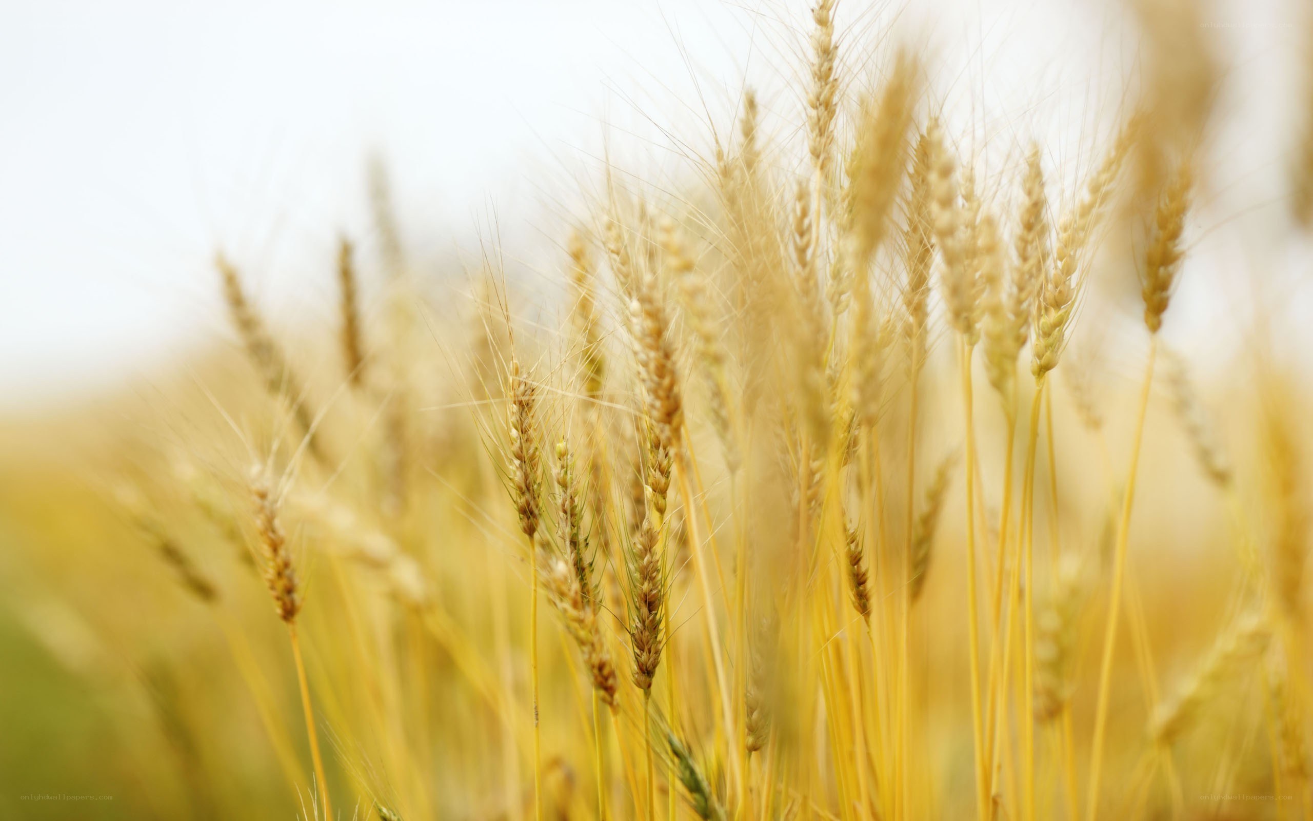 Golden wheat field in sunlight
