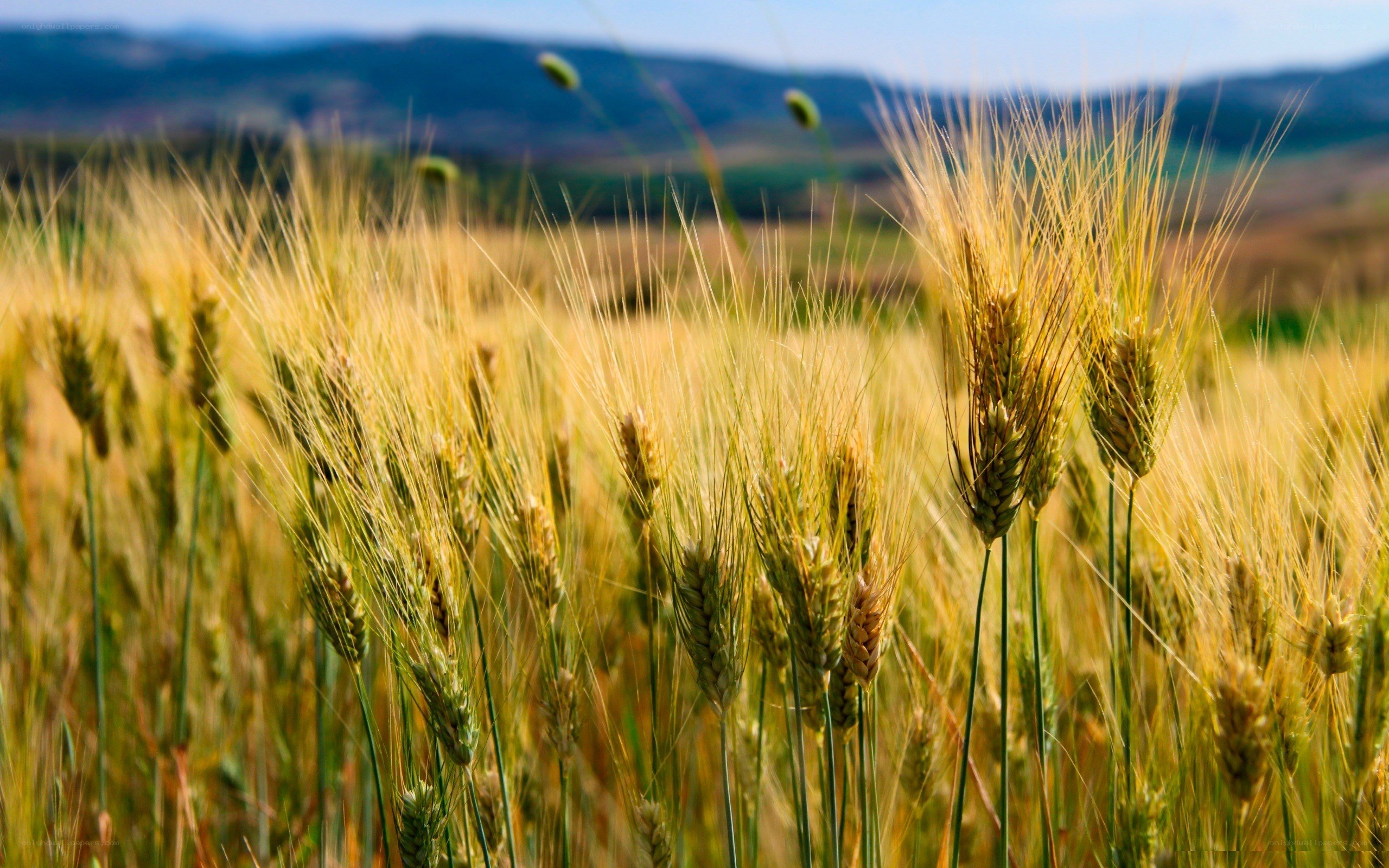 Golden wheat field in sunlight
