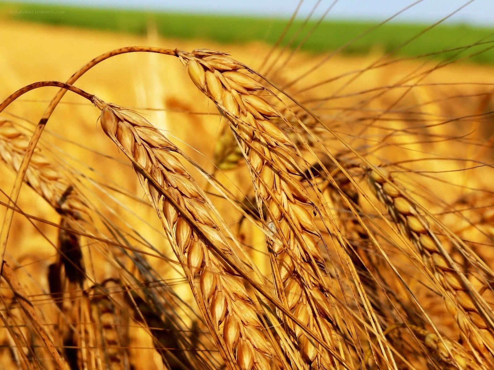Golden wheat field in sunlight