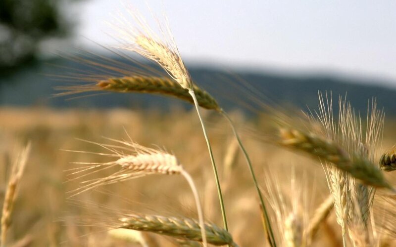 Golden wheat field in sunlight