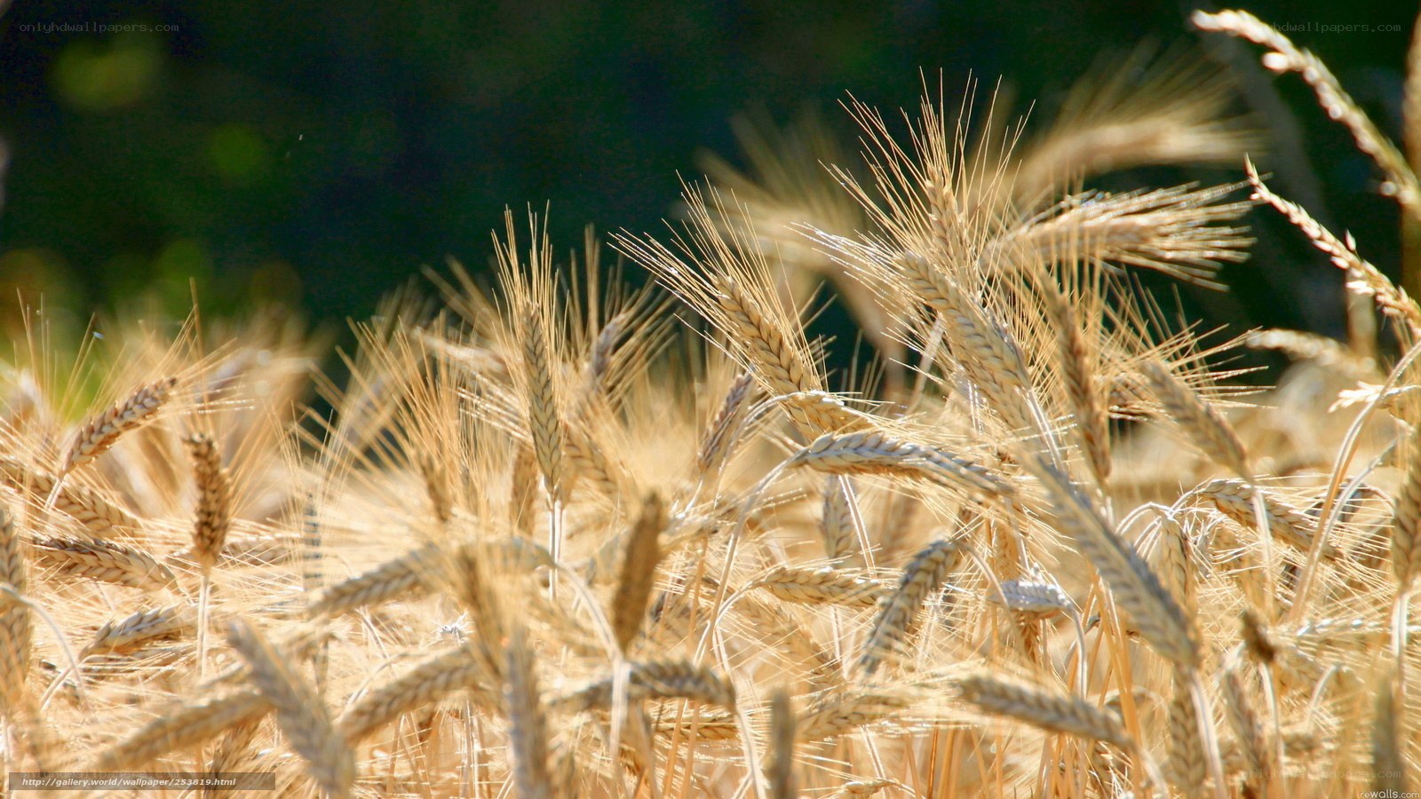 Golden wheat field in sunlight